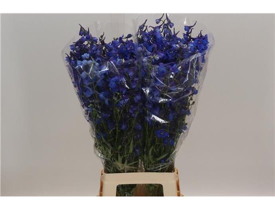 Delphinium En Donna c1222