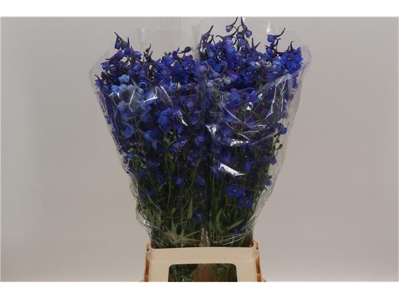 Delphinium En Donna c1222