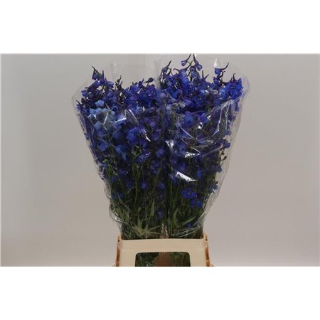 Delphinium En Donna c1222