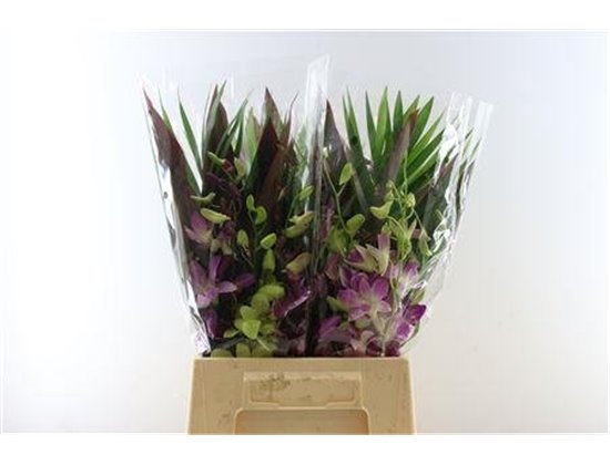 Delphinium En Donna c1223
