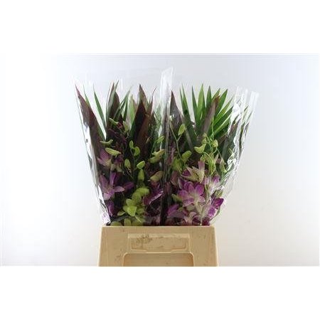 Delphinium En Donna c1223