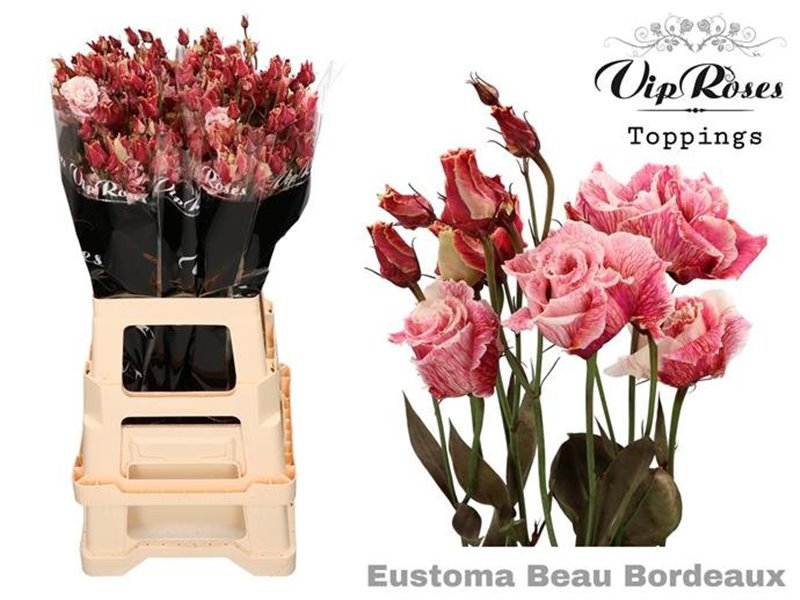 Eustoma Double Alissa Beau Bordeaux c1602