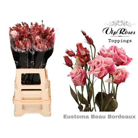 Eustoma Double Alissa Beau Bordeaux c1602