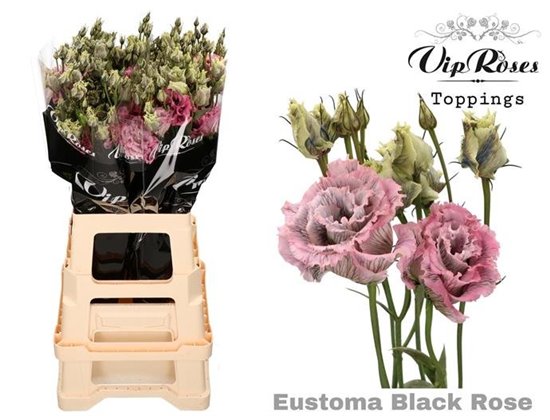 Eustoma Double Alissa Beau Bordeaux c1603