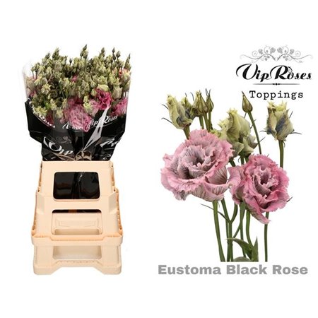 Eustoma Double Alissa Beau Bordeaux c1603