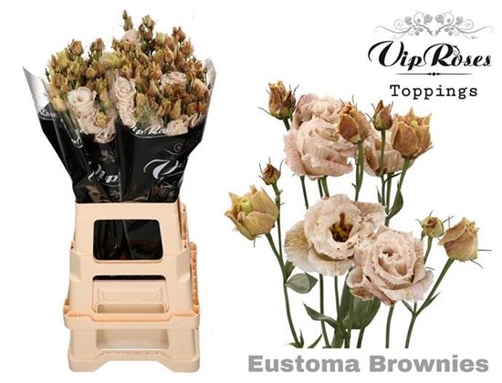 Eustoma Double Alissa Brownies c1605