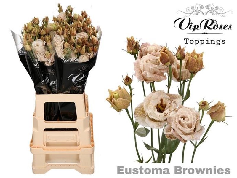 Eustoma Double Alissa Brownies c1605