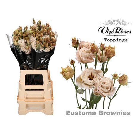 Eustoma Double Alissa Brownies c1605