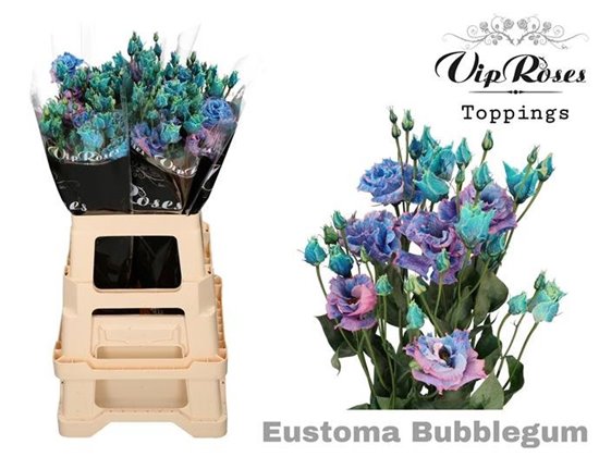Eustoma Double Alissa Brownies c1606