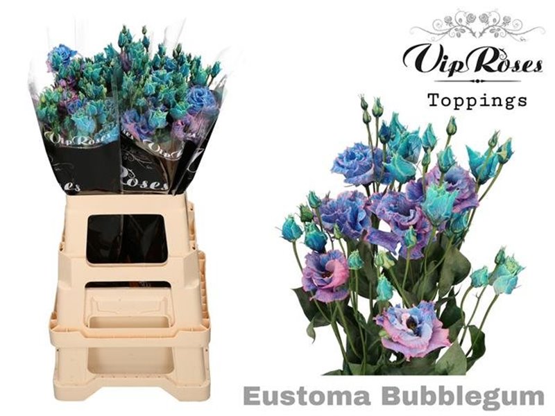Eustoma Double Alissa Brownies c1606