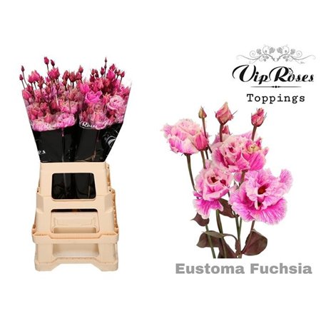 Eustoma Double Alissa Champagne c1611