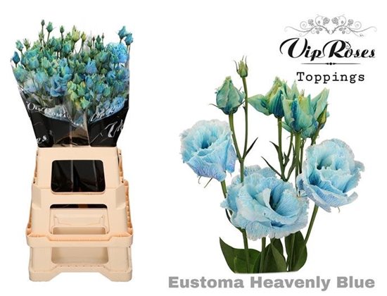 Eustoma Double Alissa Heavenly Blue c1613