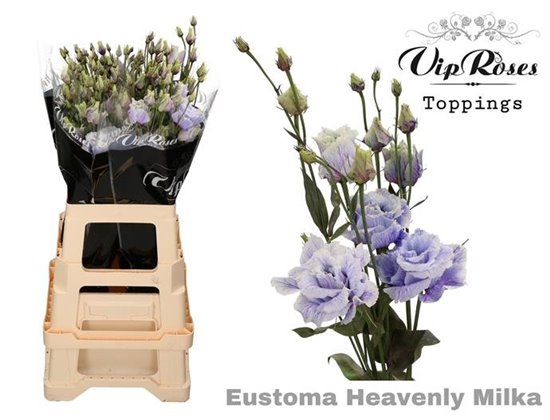 Eustoma Double Alissa Heavenly Milka c1614