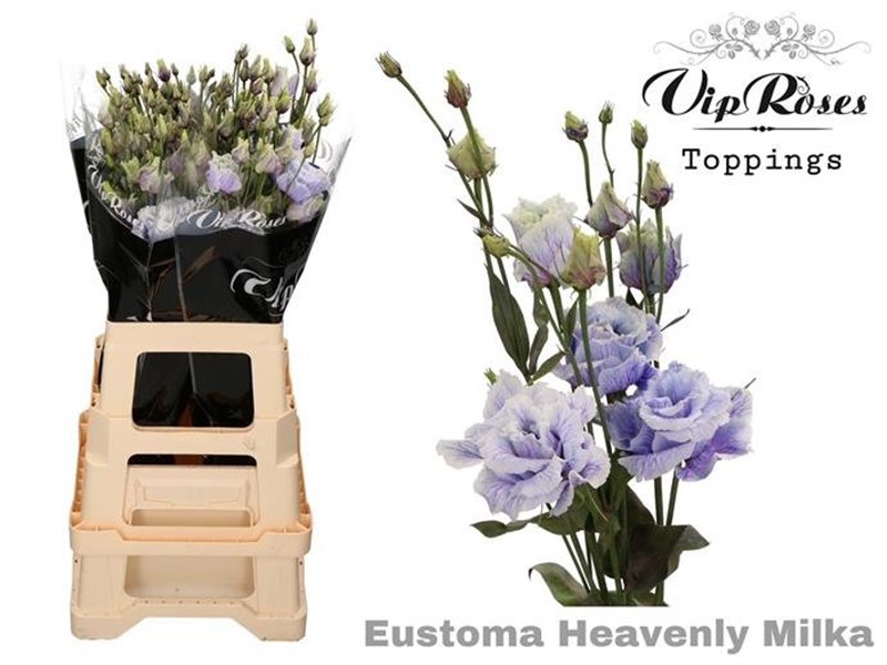 Eustoma Double Alissa Heavenly Milka c1614