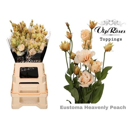 Eustoma Double Alissa Heavenly Milka c1615