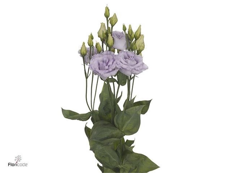 Eustoma Double Alissa Lavender c1616