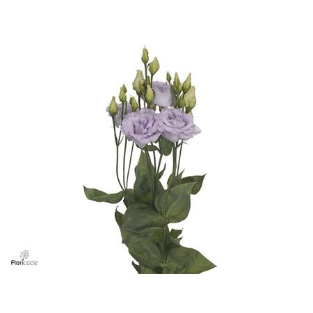 Eustoma Double Alissa Lavender c1616
