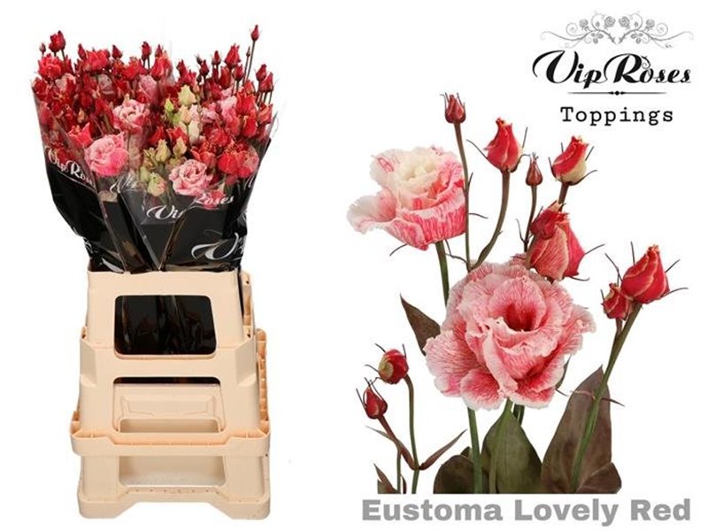 Eustoma Double Alissa Lovely Red c1618
