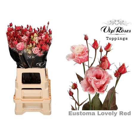 Eustoma Double Alissa Lovely Red c1618