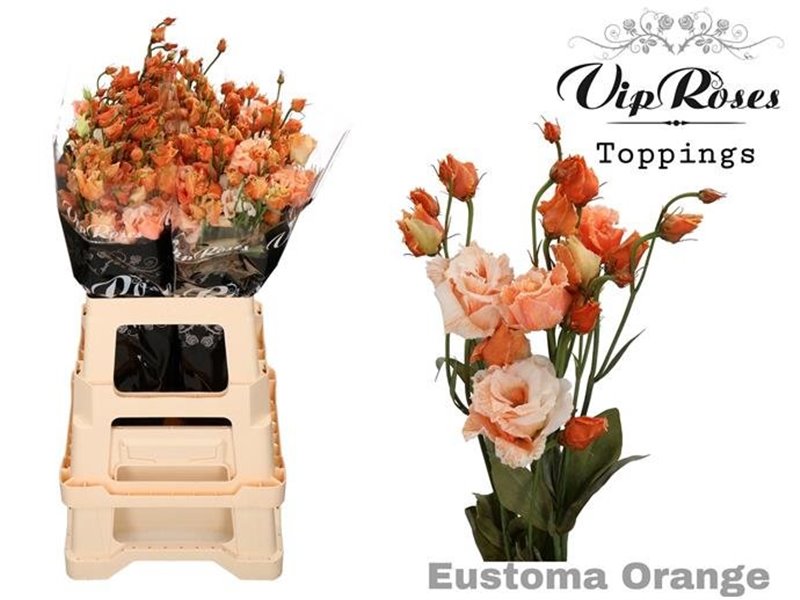 Eustoma Double Alissa Other Orange c1619