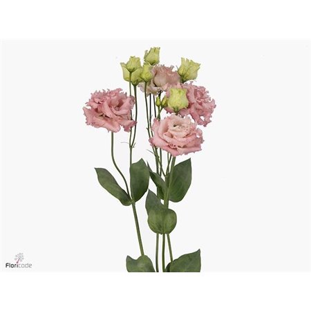 Eustoma Double Alissa Peach c1623