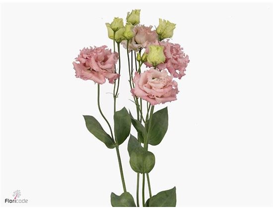 Eustoma Double Alissa Pink c1624