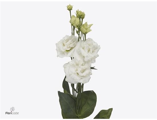 Eustoma Double Alissa Pure White c1626