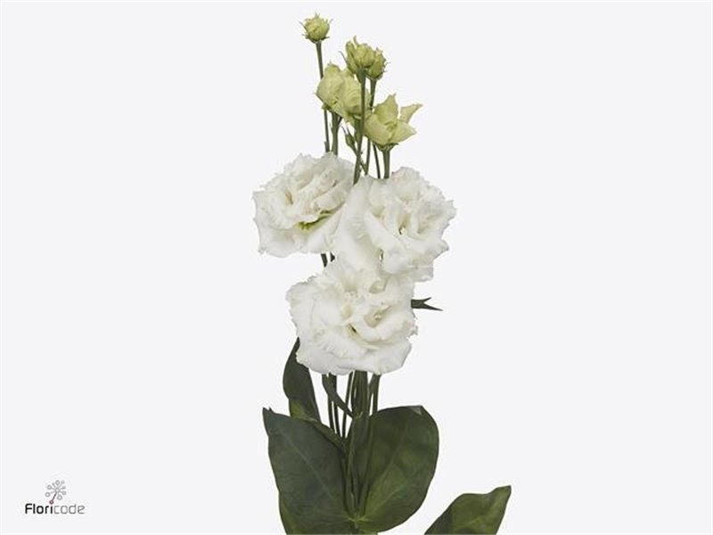 Eustoma Double Alissa Pure White c1627
