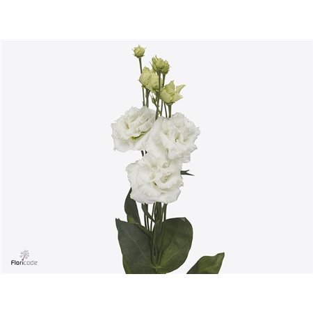 Eustoma Double Alissa Pure White c1627