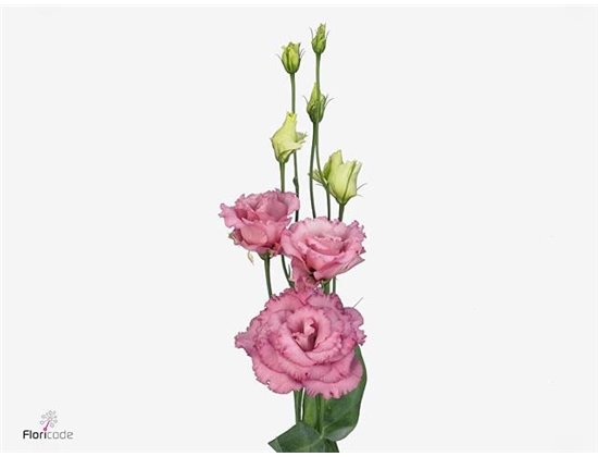 Eustoma Double Alissa Rose Pink c1629