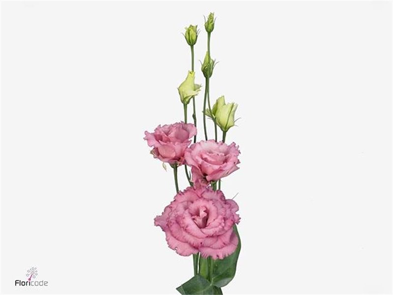 Eustoma Double Alissa Rose Pink c1630