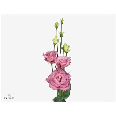 Eustoma Double Alissa Rose Pink c1630