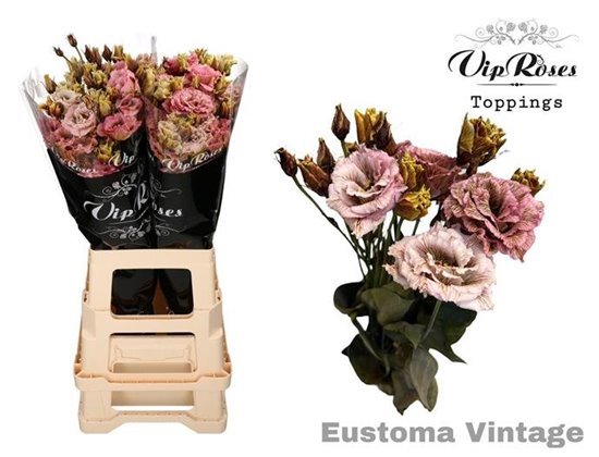 Eustoma Double Alissa Rose Pink c1631