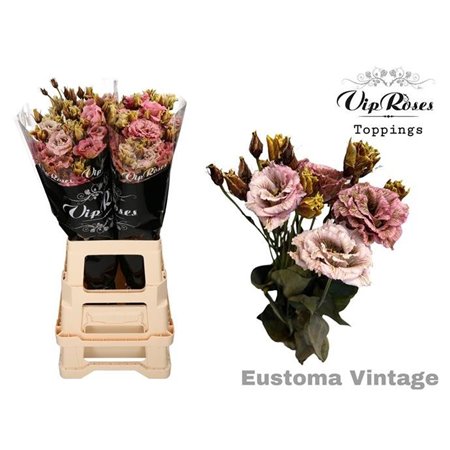 Eustoma Double Alissa Rose Pink c1631