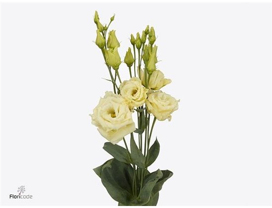 Eustoma Double Alissa Vintage c1632