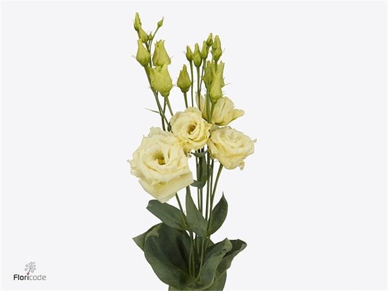 Eustoma Double Alissa Vintage c1632