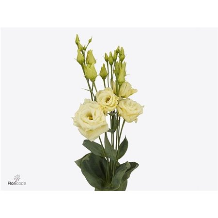 Eustoma Double Alissa Vintage c1632