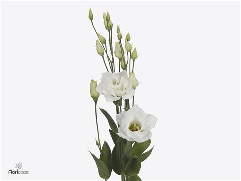 Eustoma Double Arena Giant White c1634