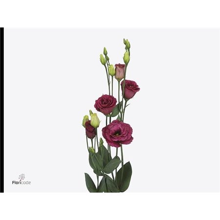 Eustoma Double Arosa Red c1635