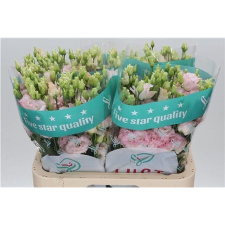 Eustoma Double Chac Wedding Pink c1636
