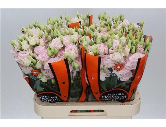Eustoma Double Chac Wedding Pink c1637