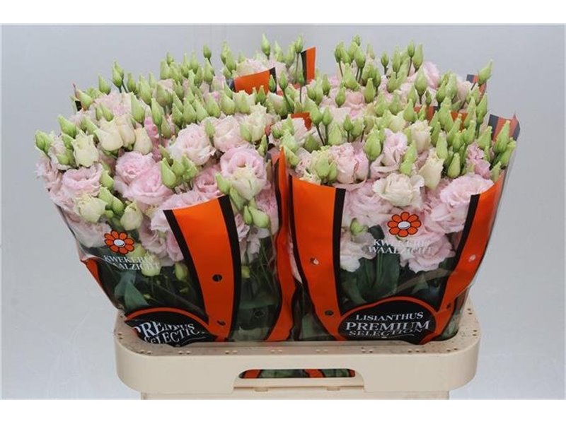 Eustoma Double Chac Wedding Pink c1637