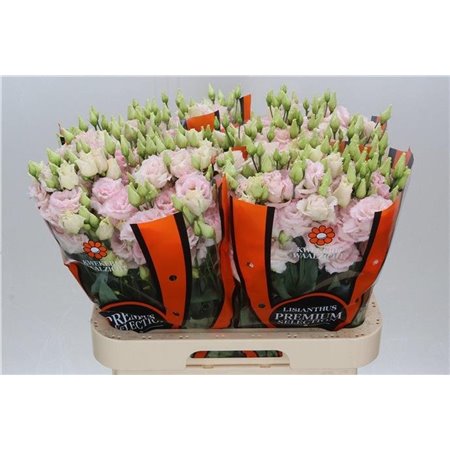 Eustoma Double Chac Wedding Pink c1638