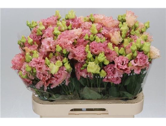 Eustoma Double Corelli Coral c1639