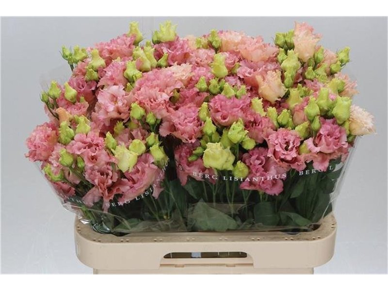 Eustoma Double Corelli Coral c1639