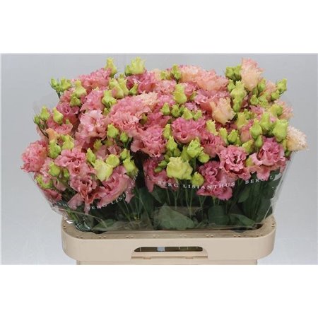 Eustoma Double Corelli Coral c1639