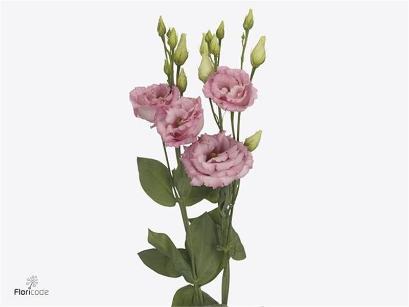 Eustoma Double Cotton Candy c1640