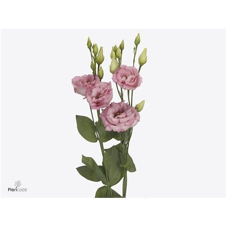 Eustoma Double Cotton Candy c1640