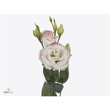 Eustoma Double Croma Bridal Kiss c1641
