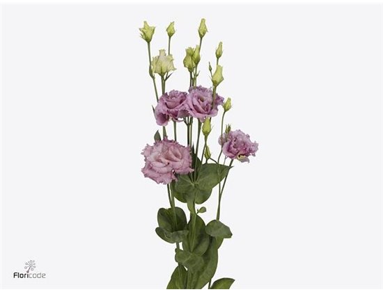 Eustoma Double Julius Grape c1642